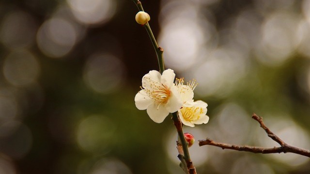 梅の花