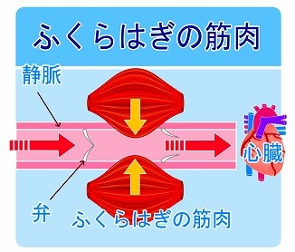 ふくらはぎのポンプ機能